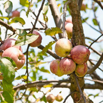 Ознаки нестачі бору у яблуні та груші: листя товщають, коробляться, відбувається обкоркування і потемніння жилок;  при гострому голодуванні листя опадає