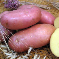 Ознаки нестачі бору у картоплі: захворювання грибний паршею, загальна затримка розвитку