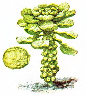 Брюссельська капуста   Загальний вигляд і качанчик   наукова класифікація   Міжнародне наукове назву   Brassica oleracea var