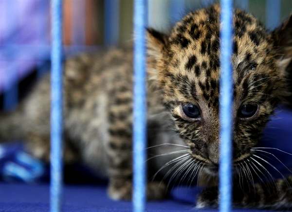 А цей 2-місячний дитинча леопарда - один з багатьох екзотичних тварин, яких контрабандист з Саудівської Аравії намагався провести в валізах через аеропорт Бангкока 13 травня