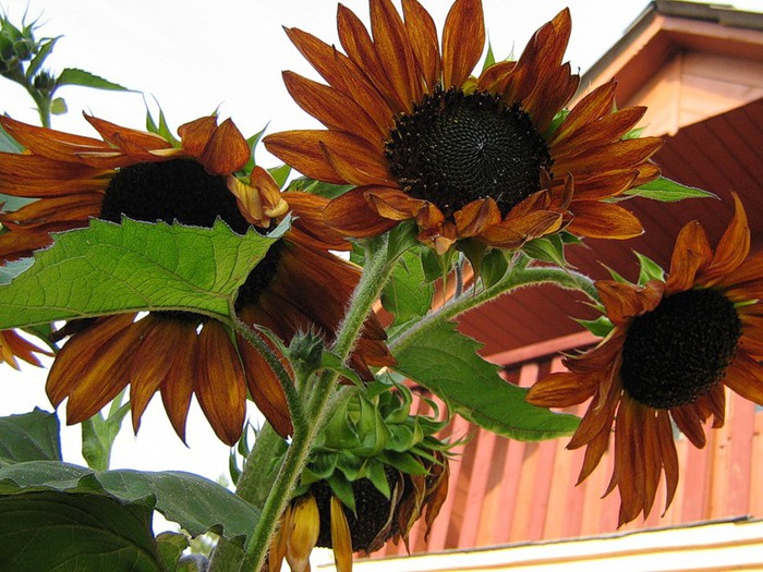 Сорти декоративних соняшників відрізняються по висоті, мініатюрні мають висоту 30 см, а великі до 3 метрів
