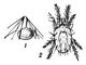 Паутов і нниє кліщ і (Tetranychidae), сімейство кліщів загону Acariformes класу павукоподібних