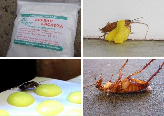 Комахи дуже бояться отруйних речовин, тому їх треба розставити в місцях, де часто бувають таргани