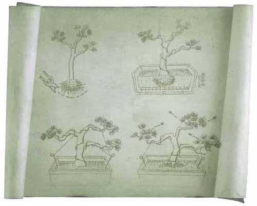 У ці набори входять навіть насіння дерев, які в формі бонсай будуть виглядати декоративно - маньчжурський клен, береза