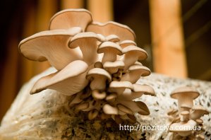 На сьогодні штучне вирощування грибів широко поширене в багатьох країнах світу