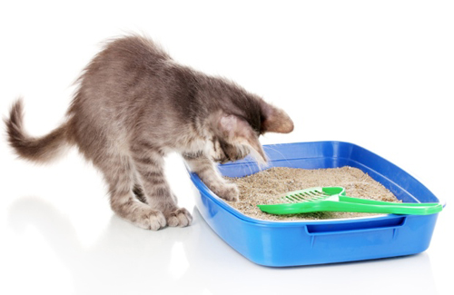 Наповнювач для кішки робить прибирання в   лотку   зручнішою, а також запобігає появі неприємного запаху