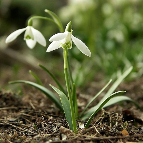 Проліски, або галантуси (Galanthus), з'являються в кінці зими або рано навесні на проталинах, що опинилися без снігу