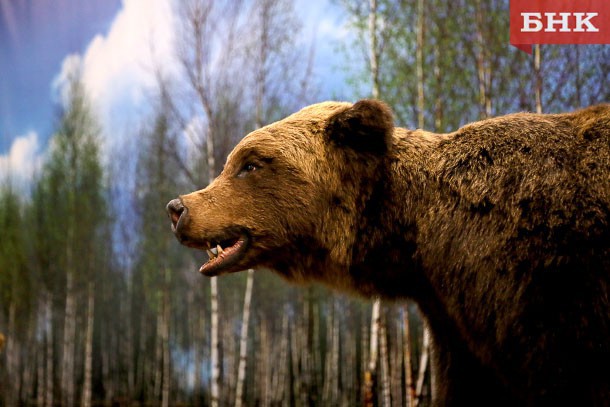 Під Сиктивдінского Пажгой вбили кульгавого вовка, біля Об'ячево в Прілузье - ведмедя-шатуна