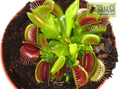 У нашому інтернет-магазині Ви можете купити різні різновиди рослини Dionaea muscipula (Венерина мухоловка)