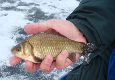 Залишати рибу на зиму можна тільки в тих ставках, в яких товща незамерзаючих води при найсильніших зимових морозах повинна становити не менше 70 см