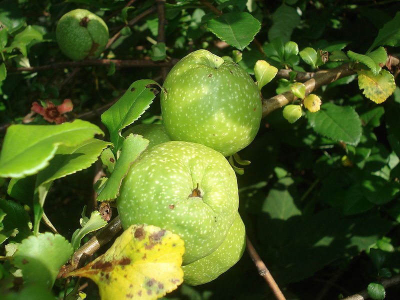 Плоди Хеномелес японської  Японська айва не вибаглива, перед посадкою розріжте плід навпіл, вийміть насіння (схожі на яблучні), посадіть на глибину близько 2 см