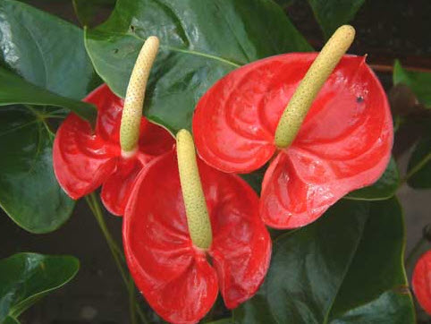 Квітка складається з суцвіття качана і покривала, котре купує найрізноманітніші забарвлення