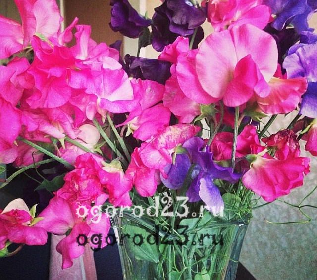 Горошок духмяний, фото квітів:
