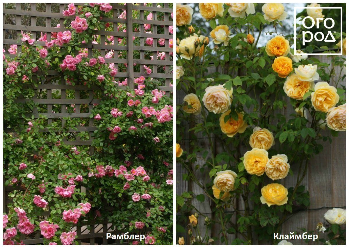 Детальніше в статті   Все, що вам потрібно знати про плетистих трояндах