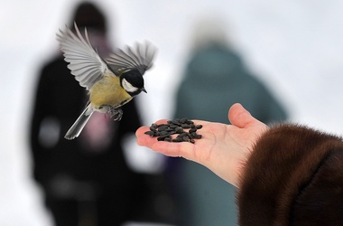 25 грудня 2012, 16:48 Переглядiв:   Через снігопади в Україні гинуть птахи