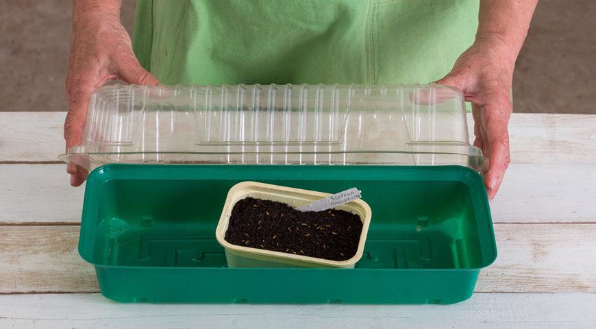Щоб насіння постійно залишалися вологими, помістіть миску в тепличку, поліетиленовий пакет або накрийте їх склом