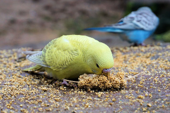 Багато недосвідчених власники   папуг   цікавляться чим можна годувати хвилястих папуг крім корму і що їдять папуги хвилясті