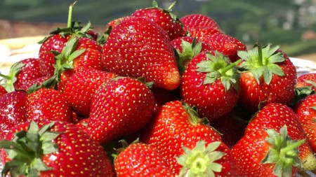 Недостиглі ягоди будь-якого сорту мають однаковий кисло-солодкий смак