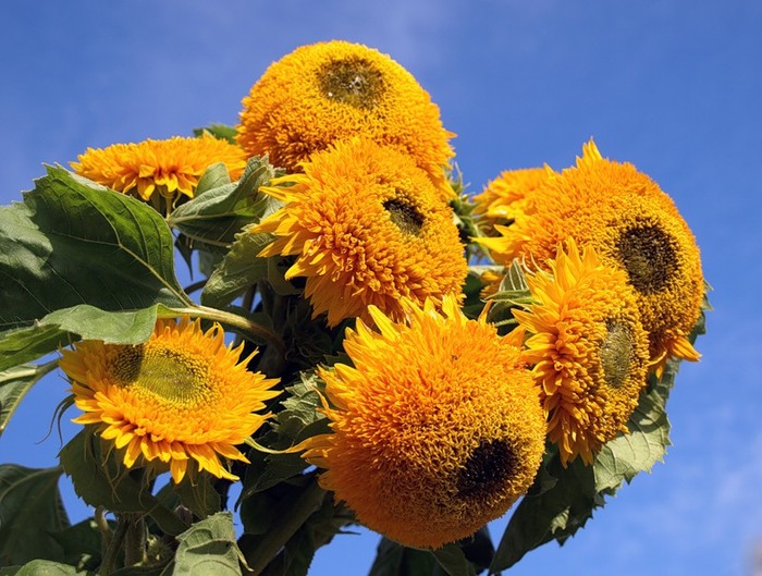 Бджолярі по достоїнству оцінили високу медоносність великих квіток соняшника