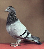 СПОРТИВНІ ГОЛУБИ, старовинна назва - поштові голуби