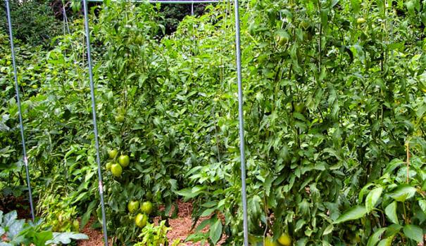 Чим вирощування томатів на шпалері краще звичайного - кущового способу