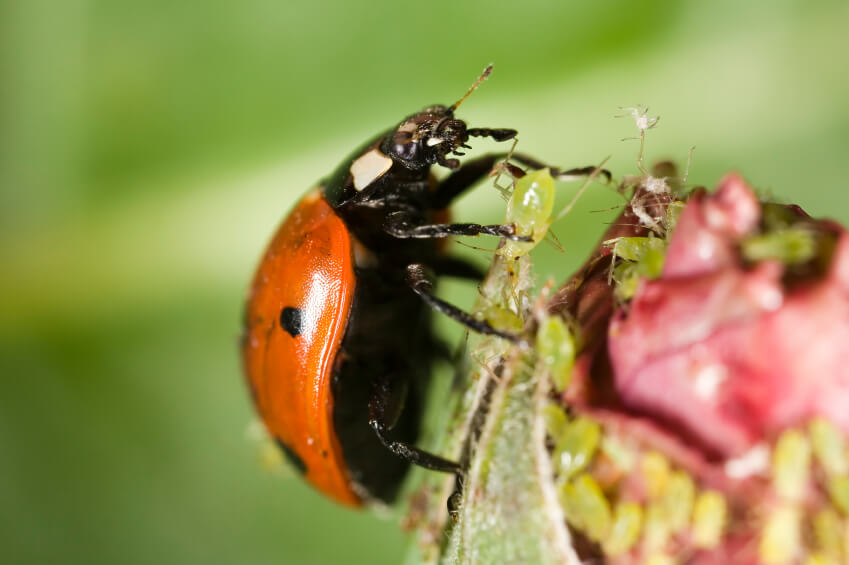 Це комаха здатна споживати 50-60 попелиць на добу, також воно знищує борошнистих червців, кліщів і ряд інших шкідників