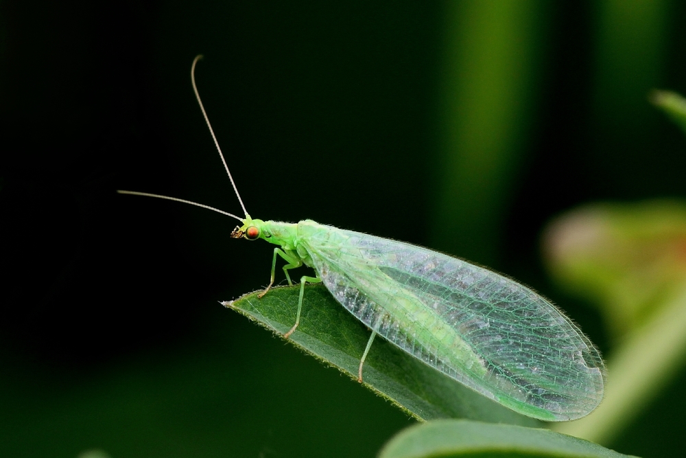 У стадії личинки комаха з'їдає близько 600 попелиць, а також інших шкідливих комах і кліщів