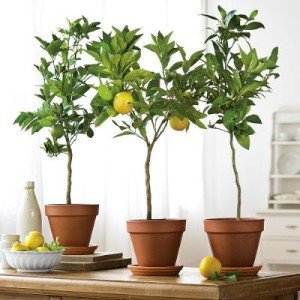Все, у вас вдома росте лимонне дерево