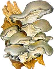 Вешен ка займає особливе місце серед культивованих грибів так як за своїми   живильним і цілющим властивістю вона унікальна