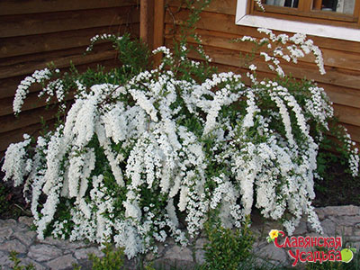 Спірея - це споконвічне рослина російських садів і парків