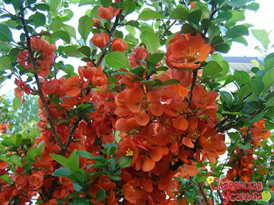 Айва японська - це листопадний або полувечнозелёний красивоцветущий чагарник