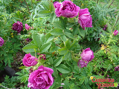 Роза зморшкувата і її гібриди належать до групи паркових троянд