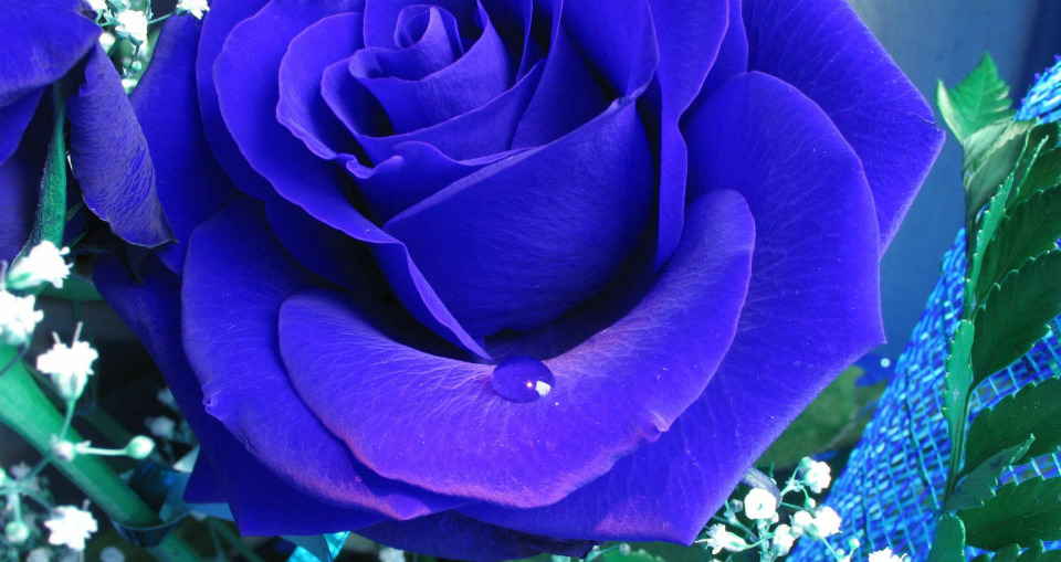 За основу була взята пурпурно-червона троянда французьких сортів, в яку був доданий блакитний ген фіалки