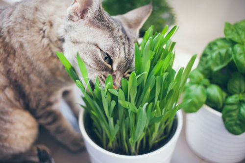Трава для котів чи потрібна вона