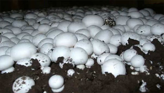 Для розвитку більшості грибів необхідна висока вологість повітря і субстрату