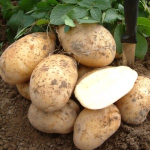 Виявляється, розмножений насінням картопля стійкий до знижених температур, фітофторозу і раку