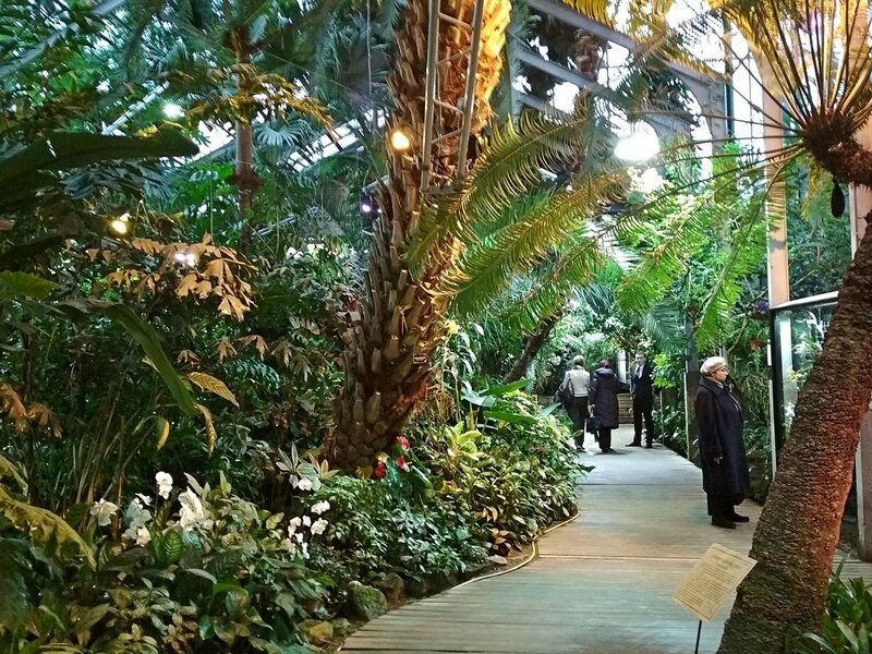 тропічна оранжерея з хижими рослинами в Аптекарському городі