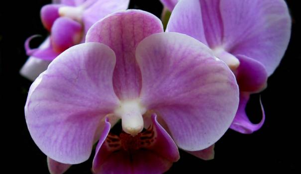 Чарівні, ніжні, зворушливі квіти орхідей підкорюють своєю красою все більшу кількість любителів-квітникарів