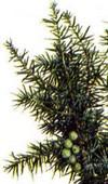 Ялівець - хвойне вічнозелене дерево або чагарник з сімейства кипарисові