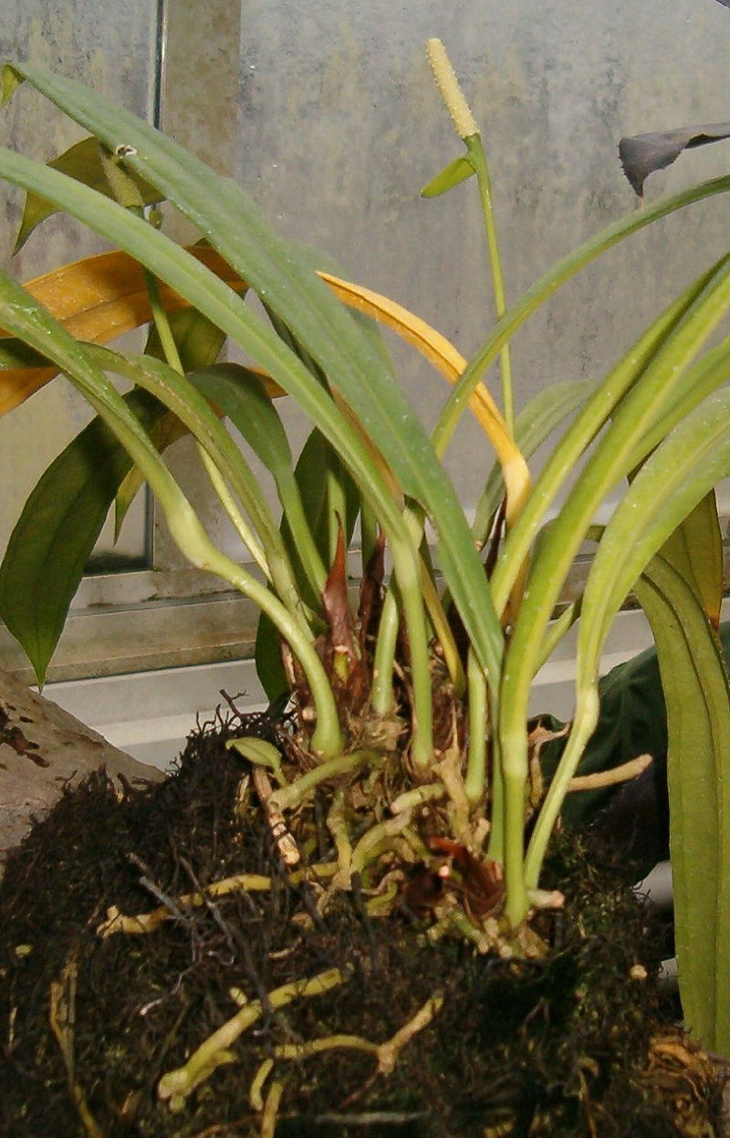 Блідо-зелене або жовте покривальце знаходиться близько до основи рослини, а ось оточене воно тоненькими листям