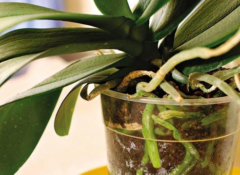 Будинки промийте листя орхідеї і помістіть горщик з рослиною в теплу воду на півгодини, щоб з субстрату виплили всі можливі шкідники