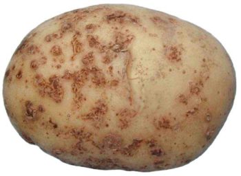 Даний сорт картоплі має високий відсоток стійкості від цістозообразующей нематоди, раку картоплі, зморшкуватою полосчатой ​​мозаїці і скручування листя