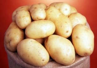 Незважаючи на ранній термін дозрівання, картопля сорту Королева Анна відмінно зберігається