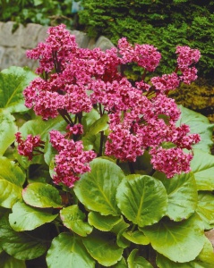 Бадан - це багаторічна рослина з гіллястим кореневищем і неймовірно красивими квітами, прикрашають будь-який сад