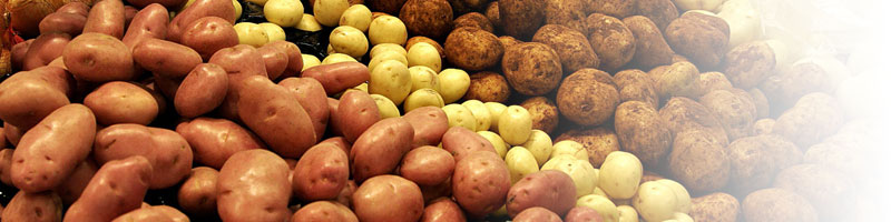 Для отримання раннього врожаю картоплі радимо садити великі пророщені бульби скоростиглих сортів, наприклад, Пріекульскій ранній