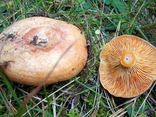 Рижики - гриби, які по праву займають лідируючі позиції за смаковими властивостями в смаженому і солоному вигляді
