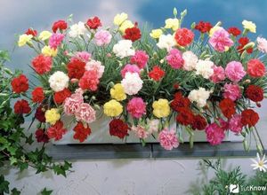 Завдяки різноманітності колірних відтінків і простоті вирощування, гвоздики є одними з найбільш популярних кольорів, вирощуваних квітникарями